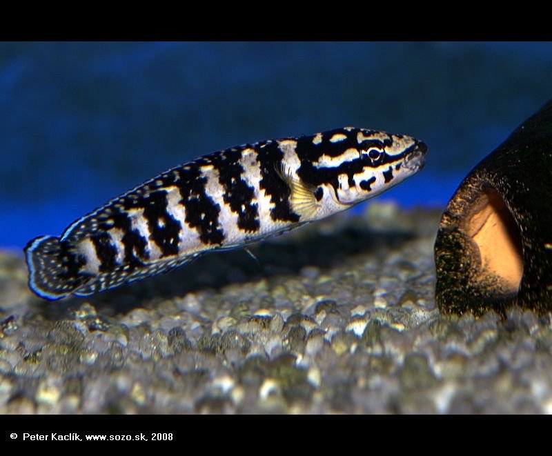 Julidochromis marlieri Gombe